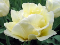 Keukenhof (35)